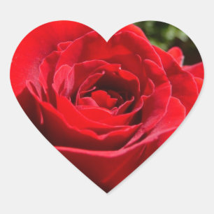 Adesivo Coração Flor Rosa vermelha Brilhante Floral