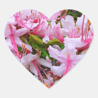 Flores rosa de Azalea