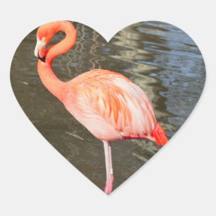 Adesivo Coração Foto alaranjada do flamingo