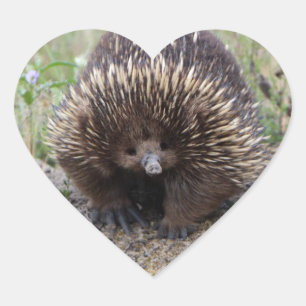 Adesivo Coração Foto original de Echidna selvagem australiana