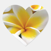 Frangipani Plumeria Flower Photo