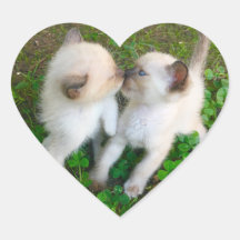 gatinhos se beijando