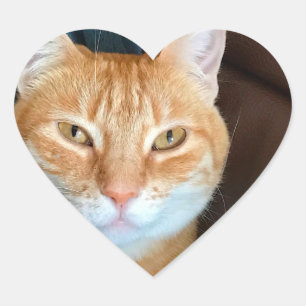Adesivo Coração Gato de mesa laranja