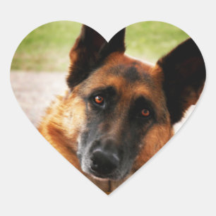 Adesivo Coração German shepherd