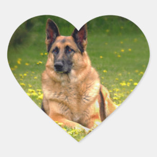 Adesivo Coração German shepherd
