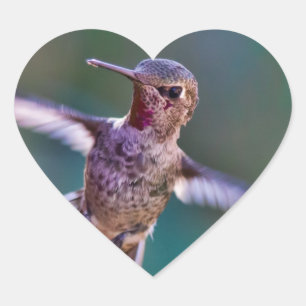 Adesivo Coração Hummingbird