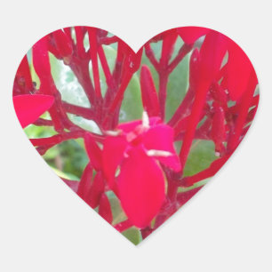 Adesivo Coração Impressão/Gráfico de Linda Flor de Sangue Milkweed