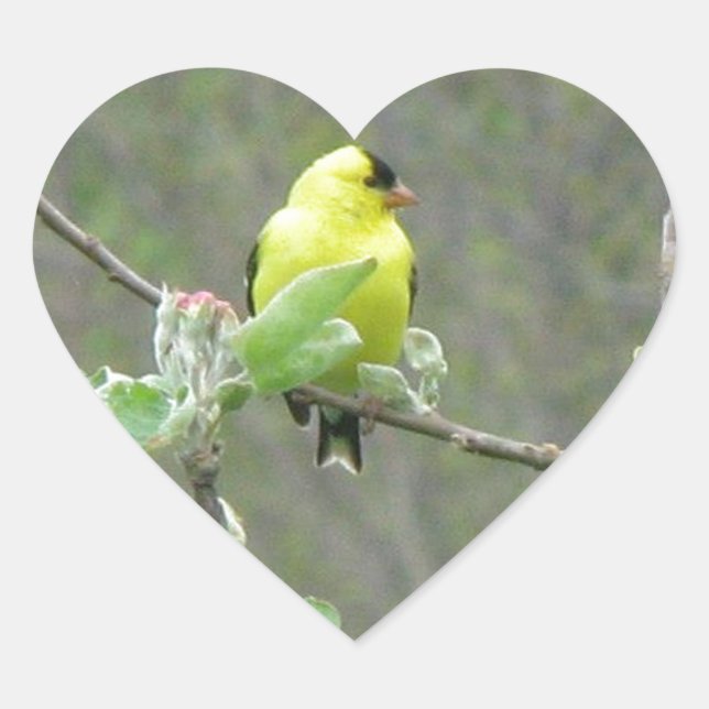 Adesivo Coração Itens com aves canoras de Verão (Frente)