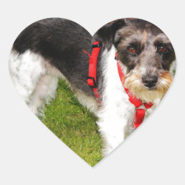 Adesivo Coração jack russel terrier