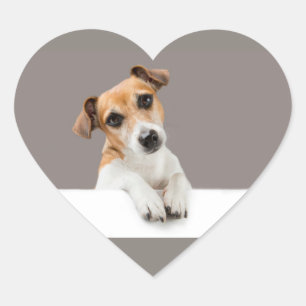 Adesivo Coração Jack Russell Puppy Sweet Adorable Cute