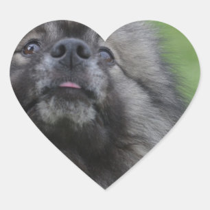 Adesivo Coração Keeshond macio
