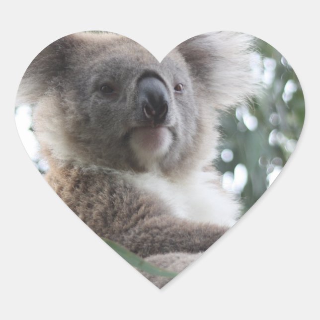 Adesivo Coração Koala Bear Facts Stickers (Frente)