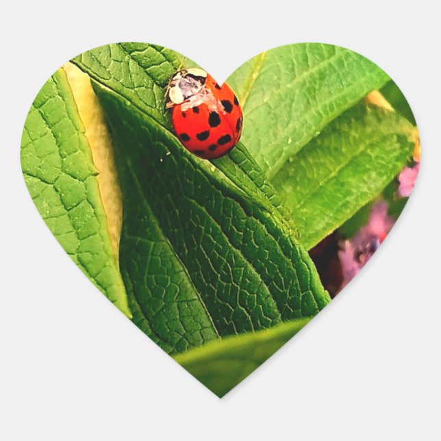 Adesivo Coração Ladybird Sticker (Frente)