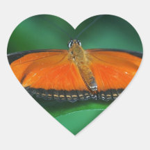 Laranja Brilhante e Borboleta Negra em Folha