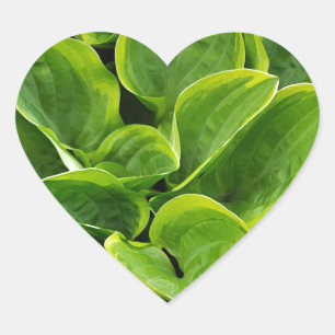 Adesivo Coração Linda planta verde-hosta