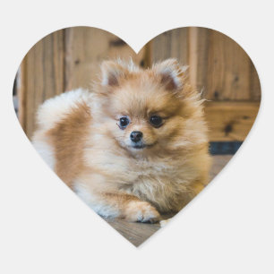 Adesivo Coração Lindo animal de estimação cachorro cruzado de Chih