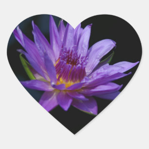 Adesivo Coração Lotus