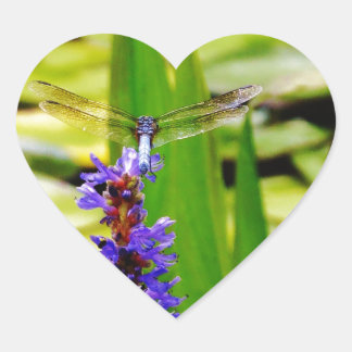 Adesivo Coração Lótus de Dragfly e flor púrpura