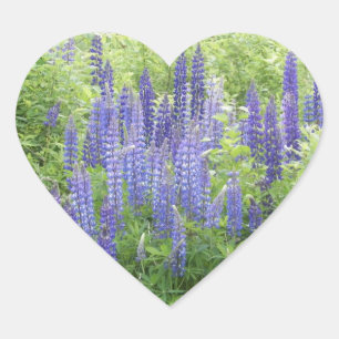 Adesivo Coração Lupine selvagem