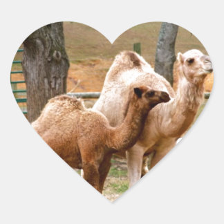 Adesivo Coração Mãe Camel e Bebê Animal Foto Deserto