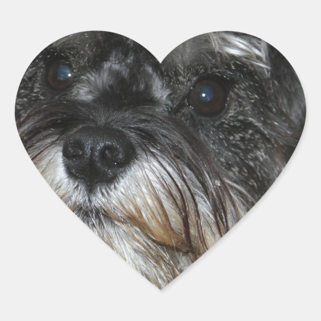 Adesivo Coração Miniatura Schnauzer (Frente)