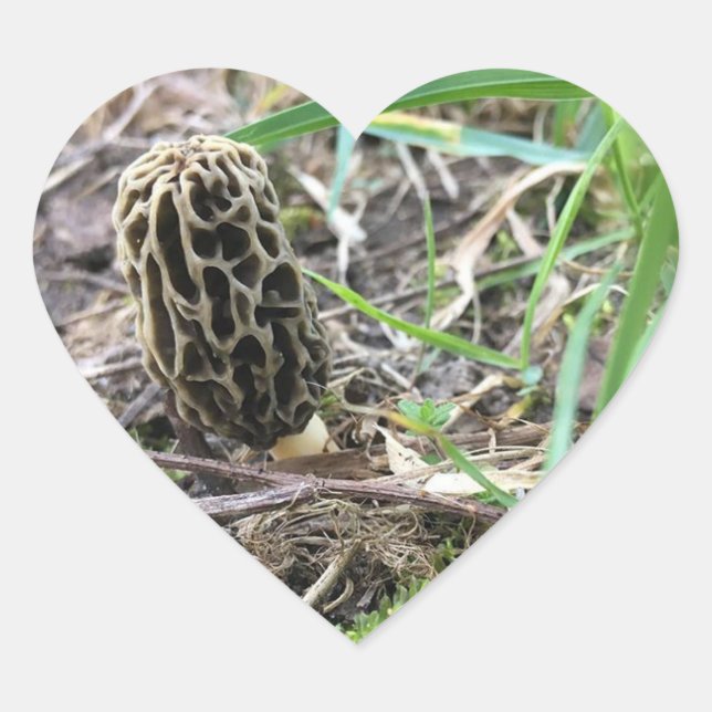 Adesivo Coração Morchella esculenta, Black Morel, Morel Mushroom (Frente)