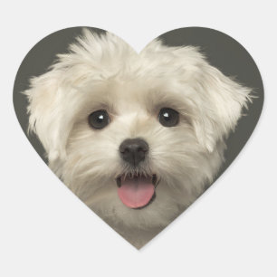 Adesivo Coração Olá, Maltês Puppy Dog Stickers / Selos