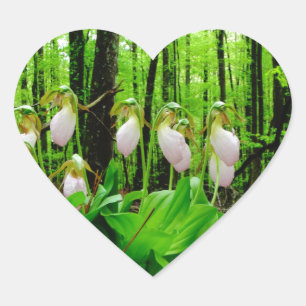 Adesivo Coração Orquídea silvestre de Lady Slipper Rosa