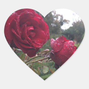 Adesivo Coração Par da Rosa vermelha