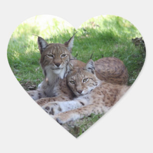 Adesivo Coração pares do lince no amor