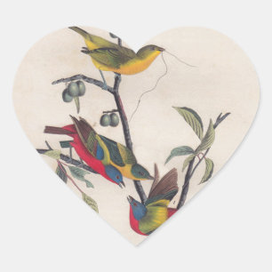 Adesivo Coração Pássaro Antiguado Pintado com Audubon