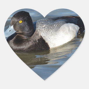 Adesivo Coração Pato Menor Scaup