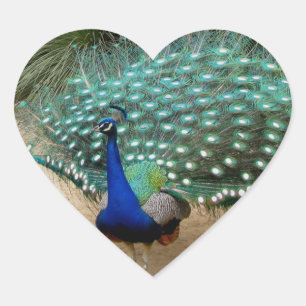 Adesivo Coração Pavão bonito