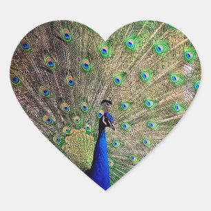 Adesivo Coração Pavão, na fazenda