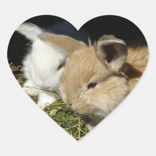 Adesivo Coração Pequenos coelhos fofos bonitos