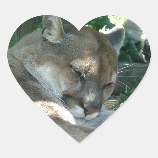 Adesivo Coração Pinheiros Cougar em Descolhimento (Frente)