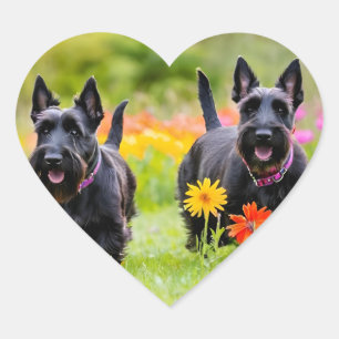 Adesivo Coração Prances Scottish Terriers em erva e flores