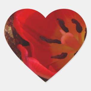 Adesivo Coração Primavera amarelo e Red Tulip