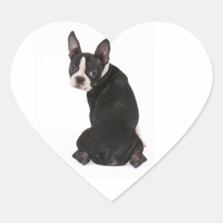 Adesivo Coração Quem me diz o galinheiro de Boston Terrier