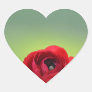 Adesivo Coração Red Ranunculus Blossom