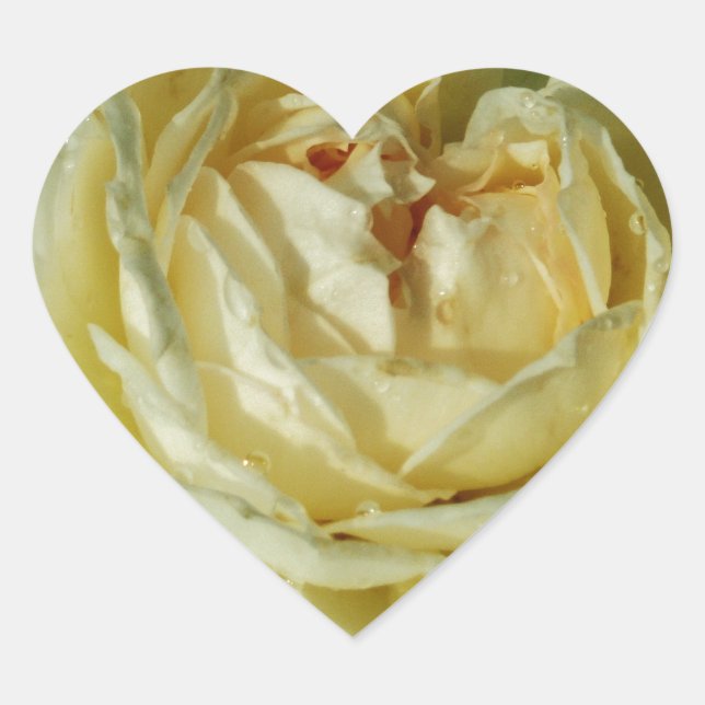 Adesivo Coração Rosa Branca, Flores de Creme, Coração Floral Elega (Frente)