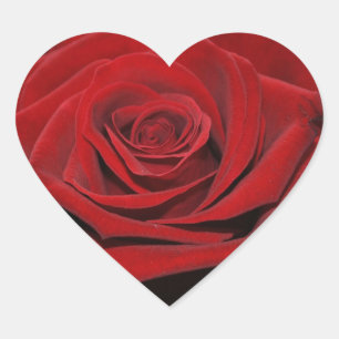 Adesivo Coração Rosa vermelha - Herzförmige autocolante