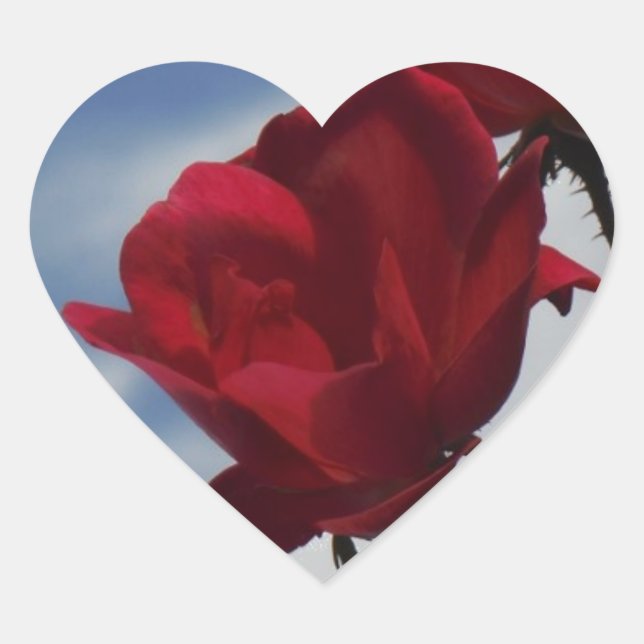 Adesivo Coração Rosas vermelhas contra o céu azul brilhante (Frente)
