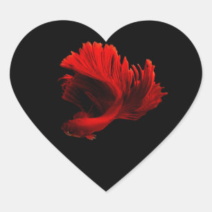 Adesivo Coração Ruby Red Siamese Fighting Fish