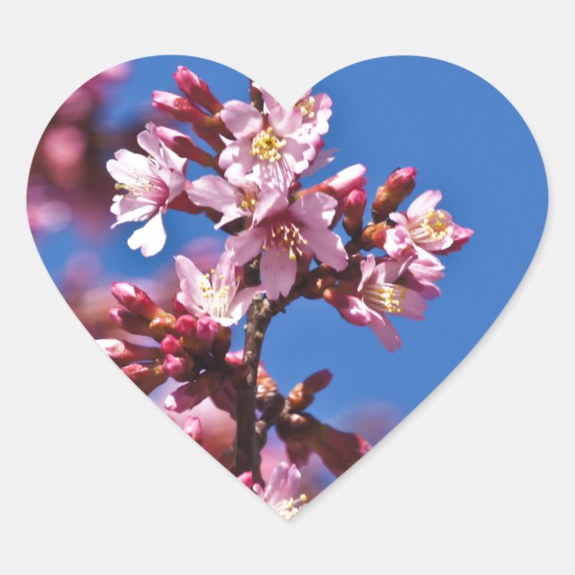 Adesivo Coração Sakura Flores de Cerejeira Tocando o Azul (Frente)