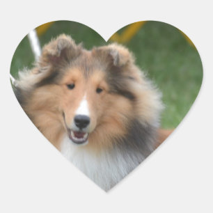Adesivo Coração Sheltie bonito