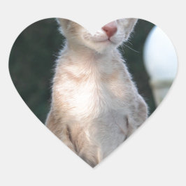 Adesivo Coração Siamese Kitten em uma mesa