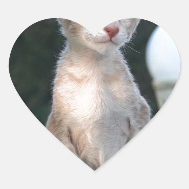 Adesivo Coração Siamese Kitten em uma mesa (Frente)