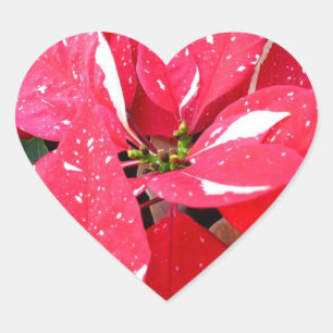 Adesivo Coração Surpresa Estrela Brilhante Poinsettia Floral de Fe