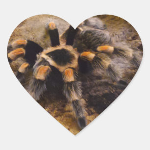 Adesivo Coração Tampão do Coração Tarantula